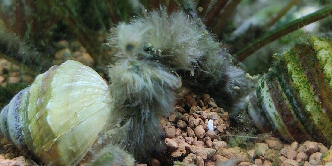 Das Foto zeigt Pinselalgen im Aquarium