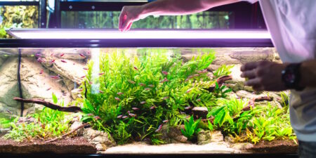 Das Foto zeigt eine Person die Futter in ein Aquarium wirft
