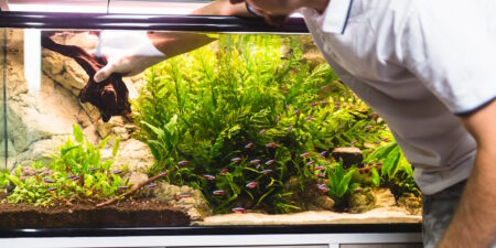 Das Foto zeigt einen Mann der eine Wurzel in ein Aquarium einbringt