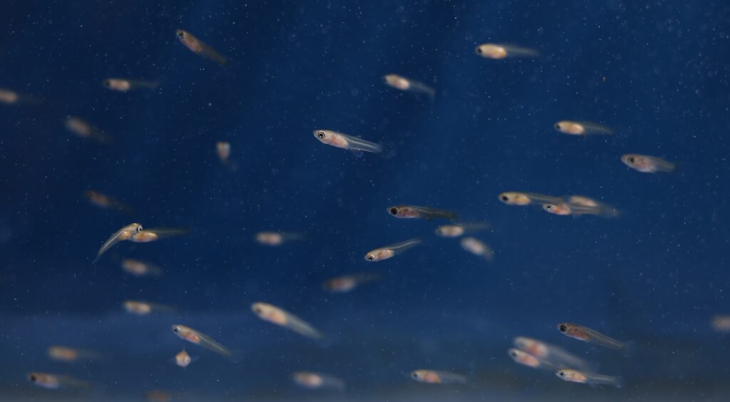 Das Foto zeigt Guppy Babys