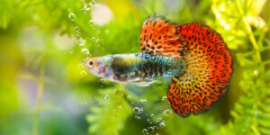 Das Foto zeigt ein Guppy Männchen