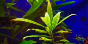 Das Foto zeigt einen Indischen Wasserfreund im Aqaurium