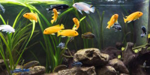 Das Foto zeigt Malawi Buntbarsche im Aquarium