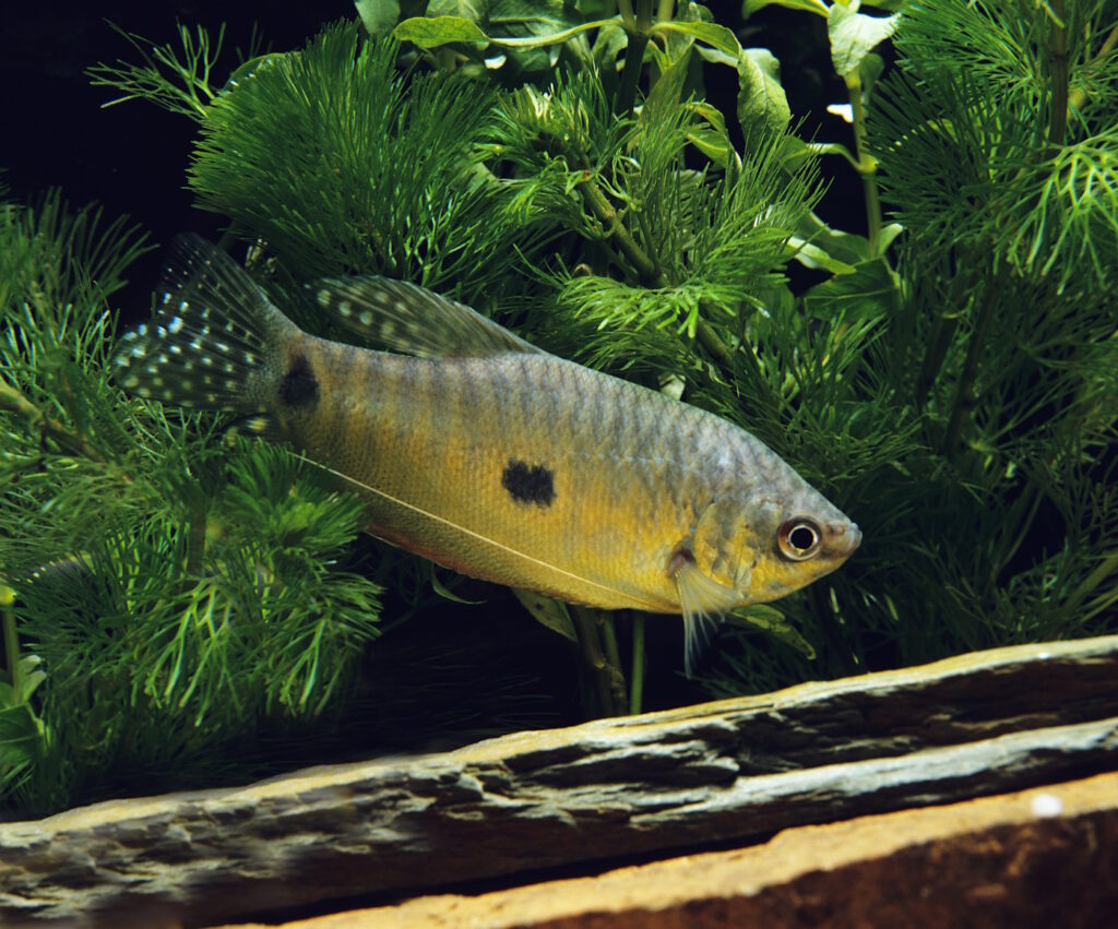 Das Foto zeigt den Punktierten Fadenfisch von der Seite