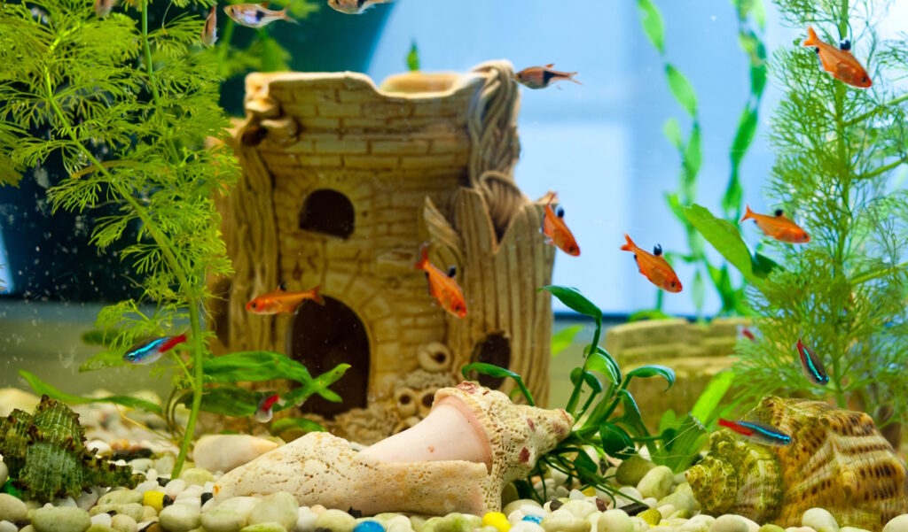 Das Foto zeigt ein Aquarium mit einer Unterwasserskulptur als Versteck für Fische